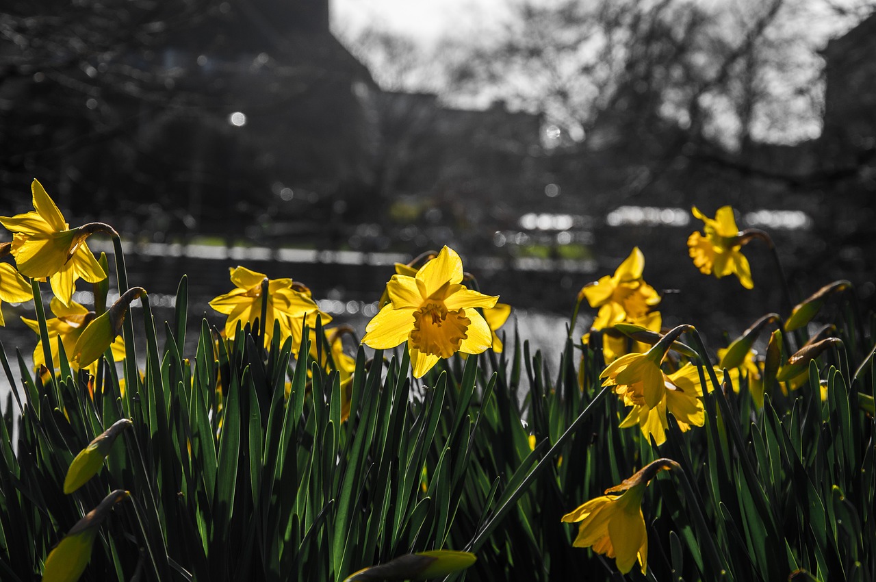 daffodils  narcissus  flower free photo