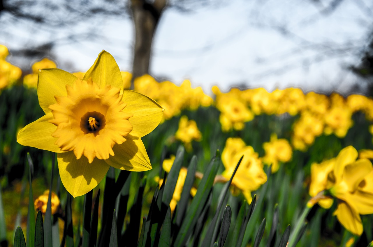 daffodils  narcissus  flower free photo