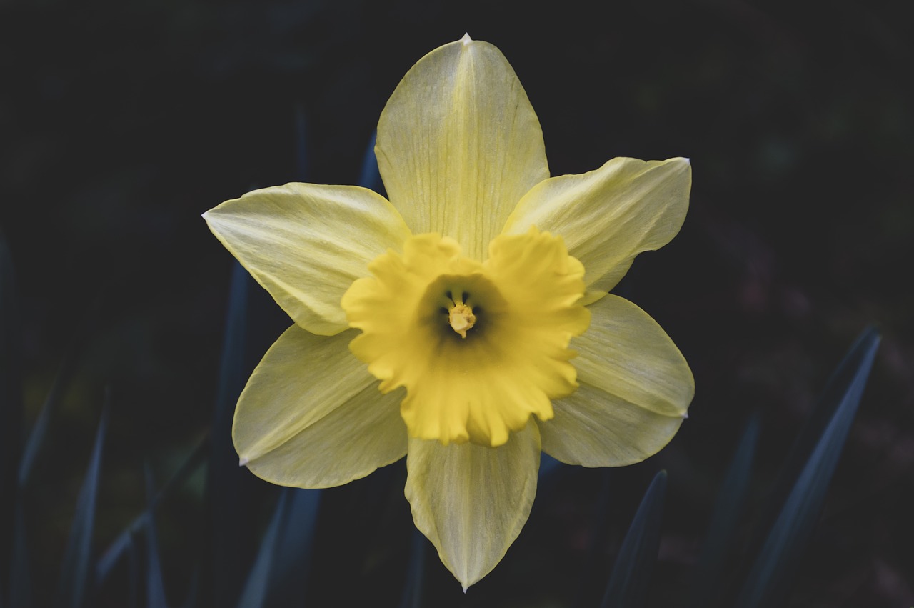 daffodils  daffodil  flower free photo