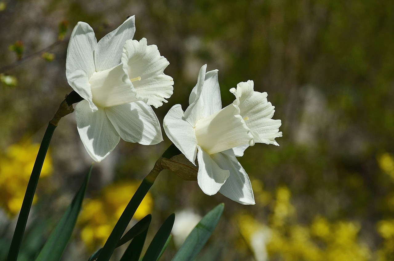 daffodils white flowers free photo