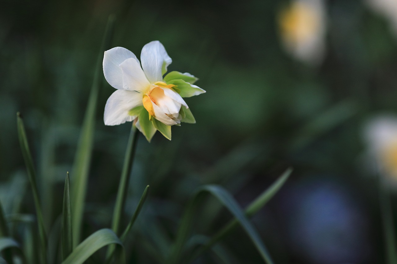 daffodils  floral  flower free photo