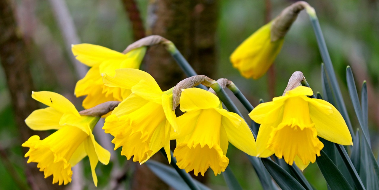 daffodils  osterglocken  spring flowers free photo