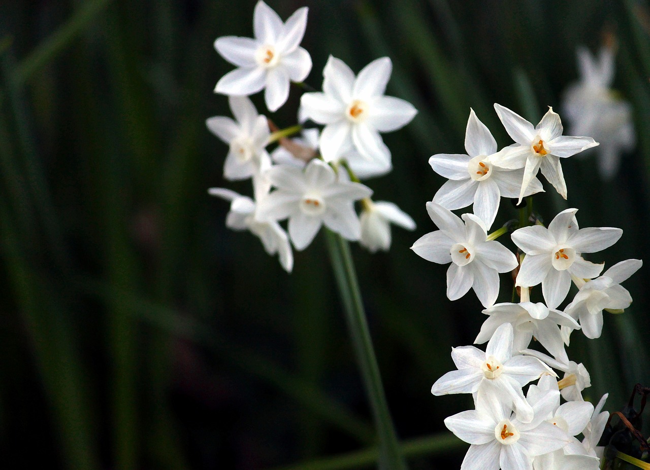 daffodils  white  flowers free photo