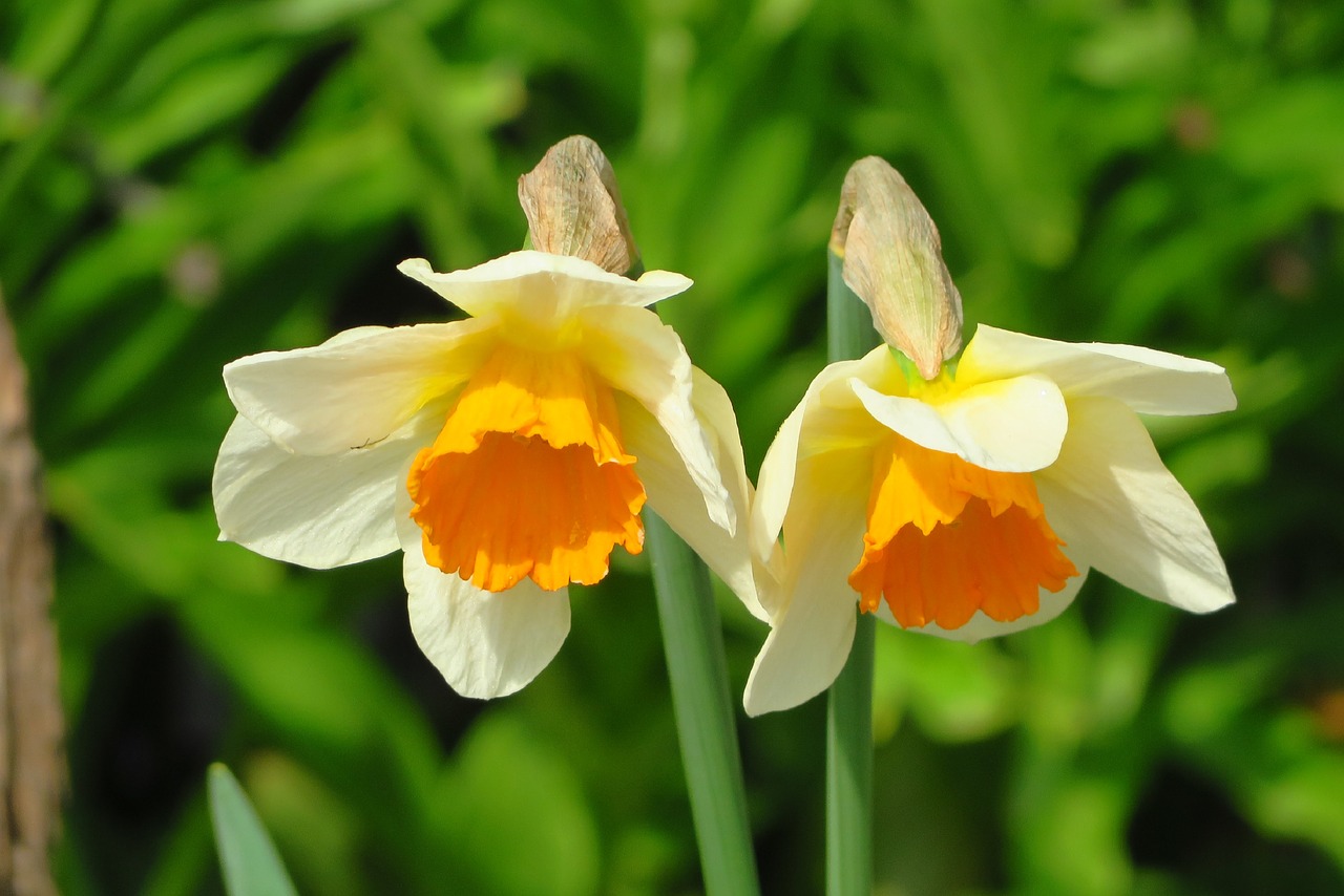 daffodils  flowers  spring free photo