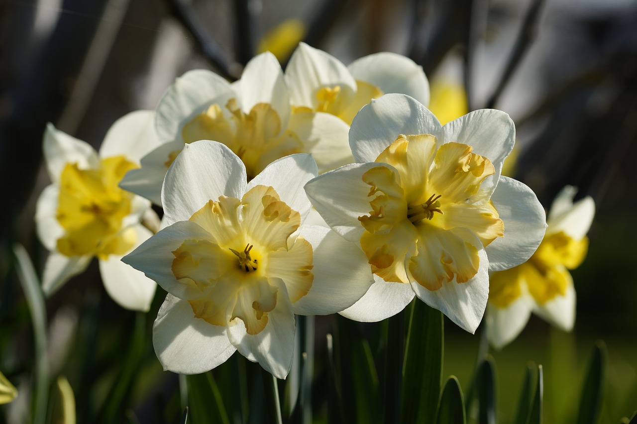 daffodils  osterglocken  flowers free photo