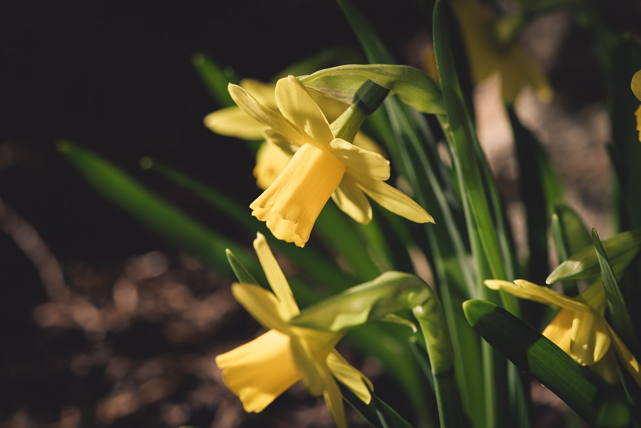 daffodils  yellow  small free photo