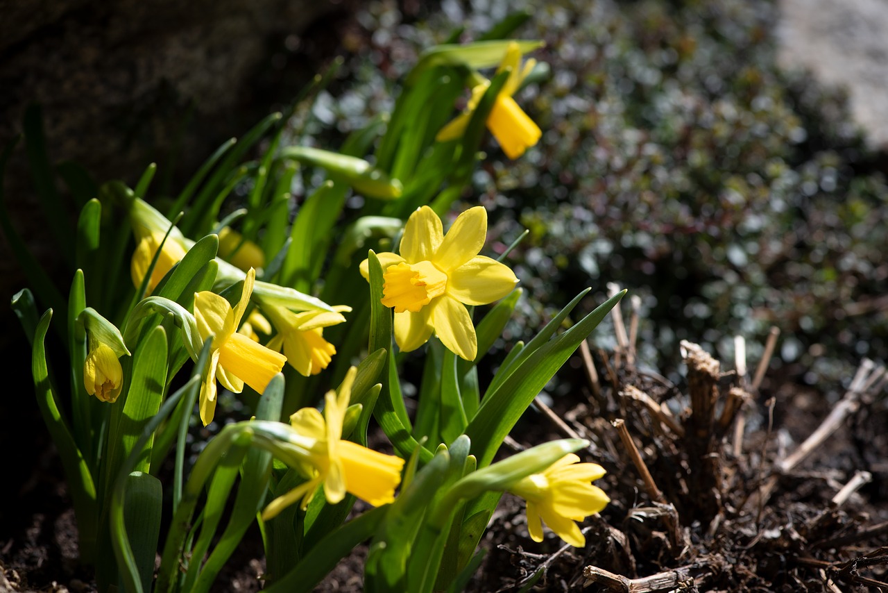 daffodils  small  flowers free photo