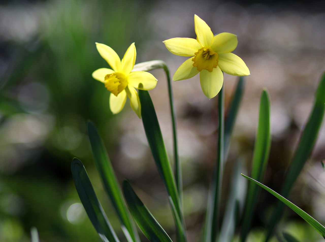 daffodils  yellow  spring free photo