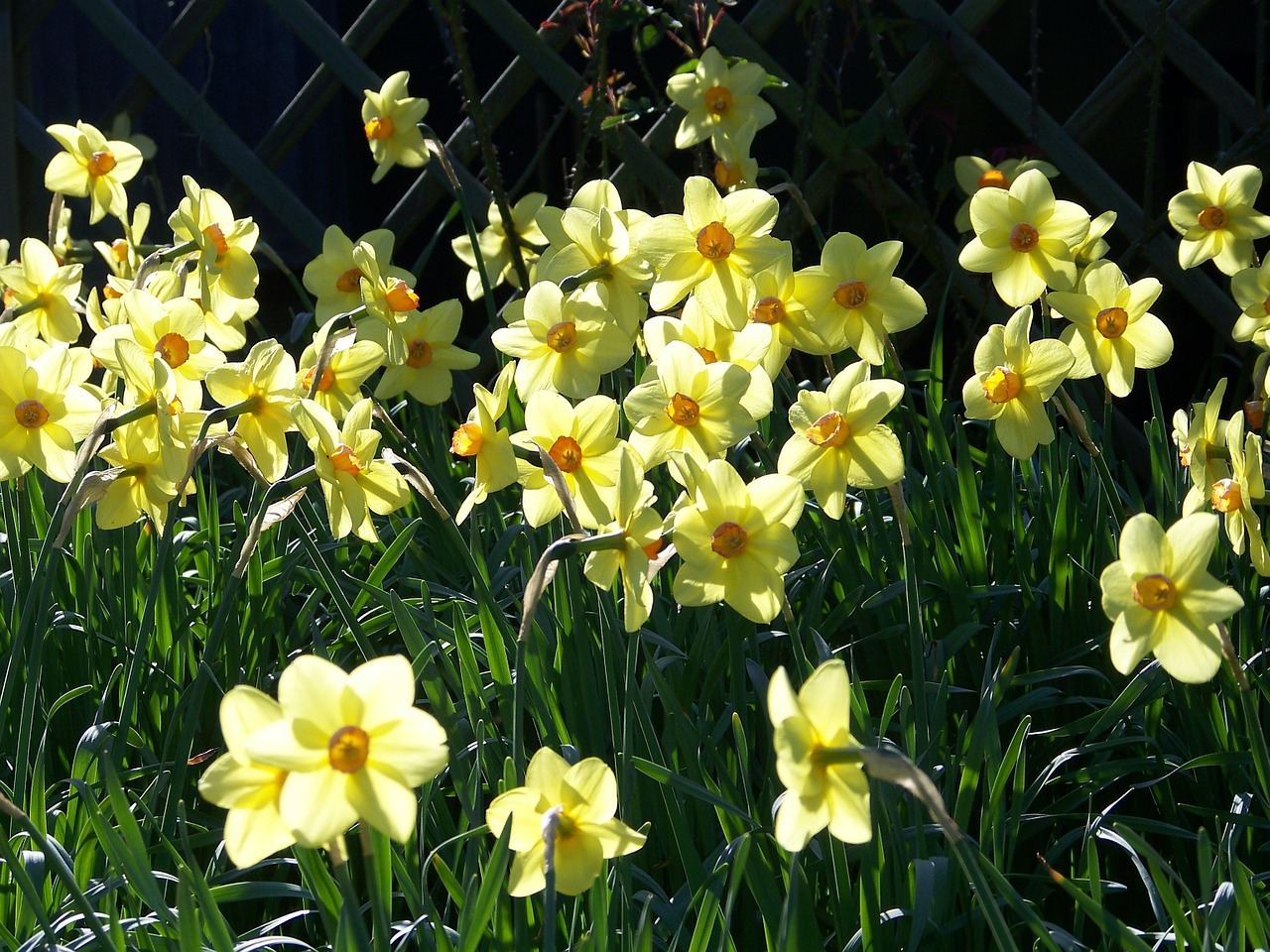 daffodils yellow garden free photo
