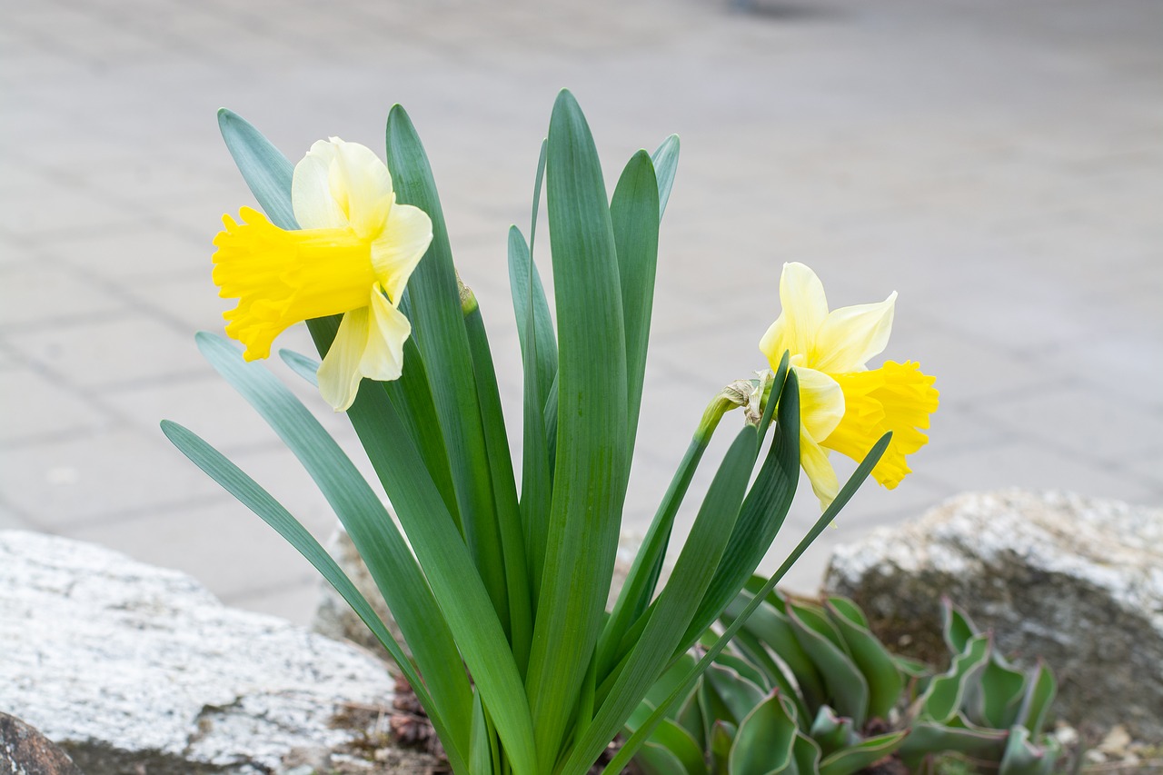 daffodils  garden  flowers free photo