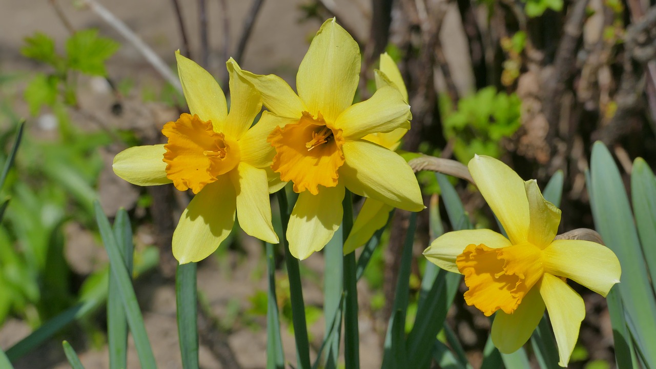 daffodils  flowers  spring free photo