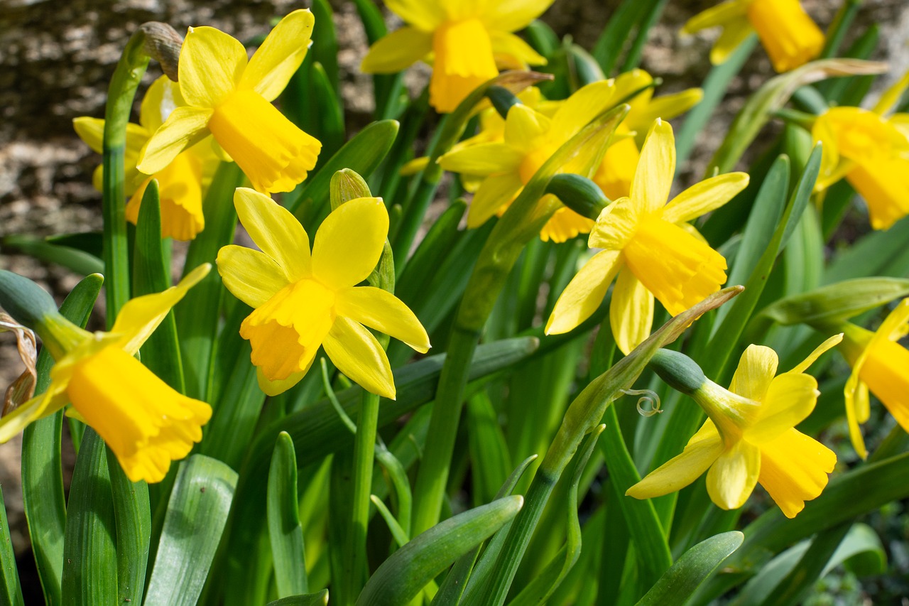 daffodils  yellow  flowers free photo