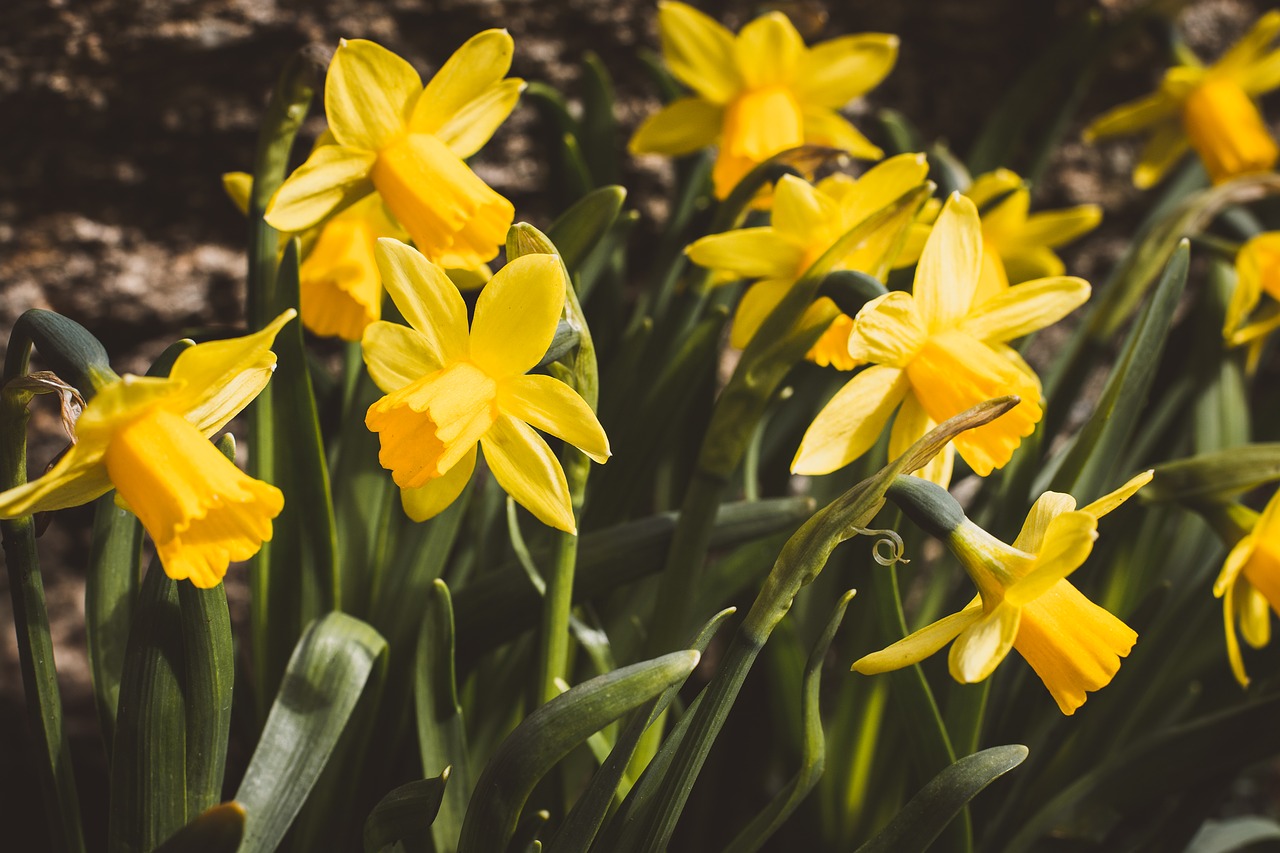 daffodils  flowers  yellow free photo