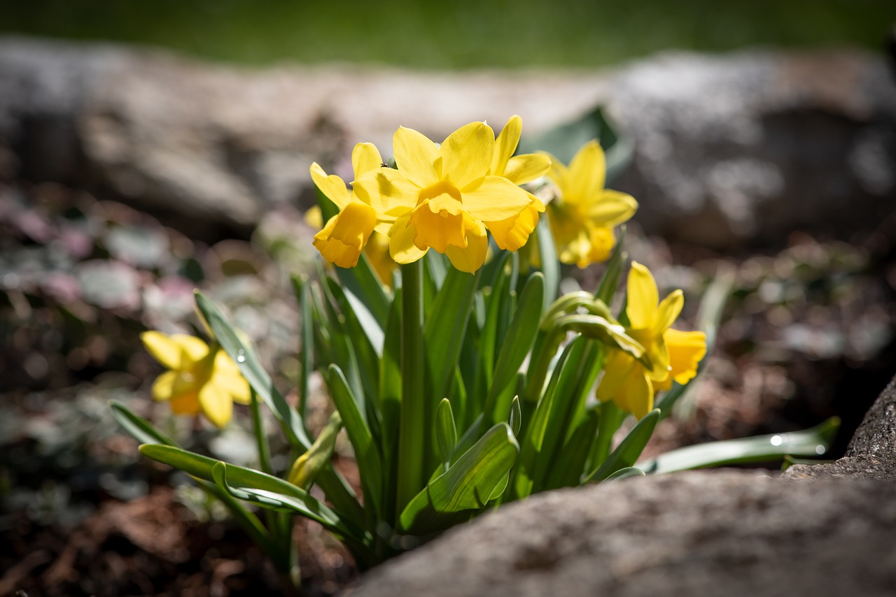 daffodils  yellow  small free photo