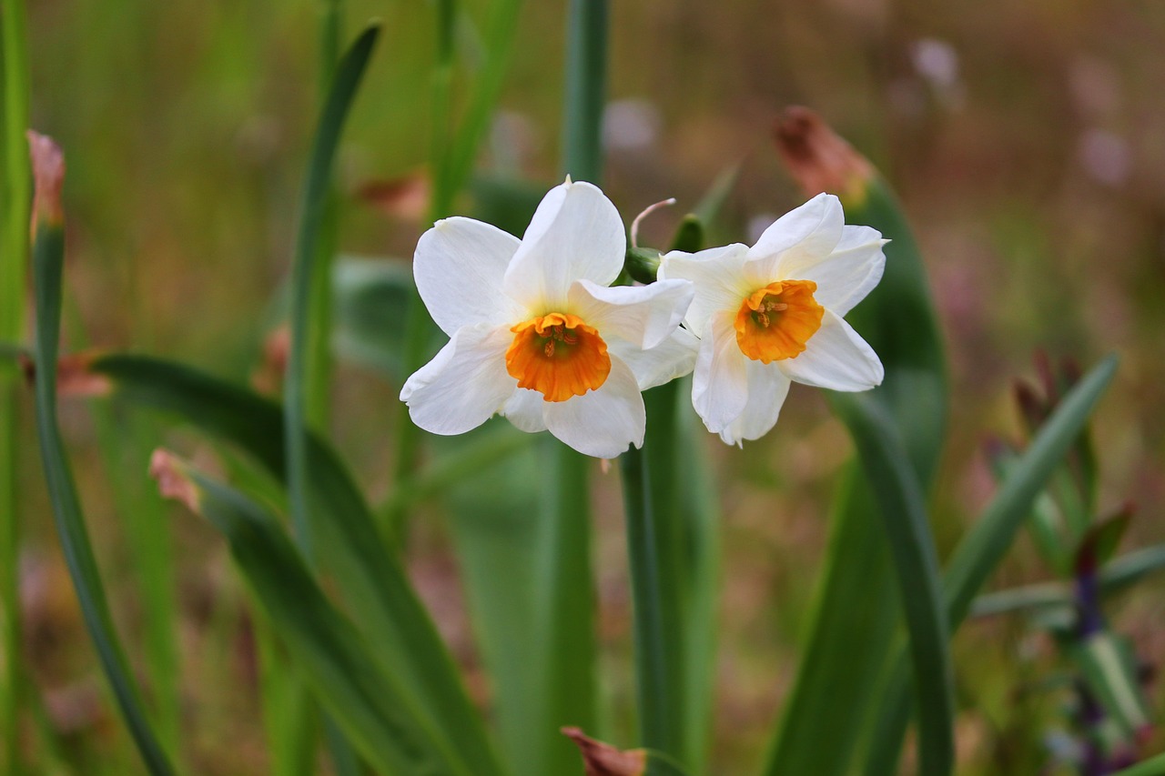 daffodils  pair  white free photo