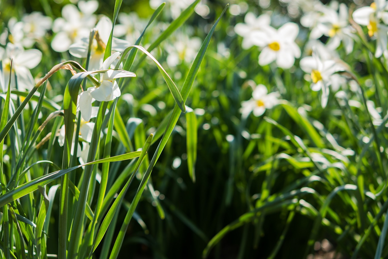 daffodils  flower  white free photo