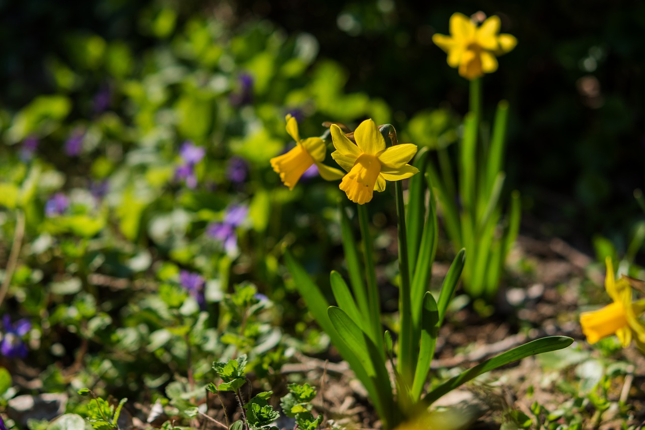 daffodils  flower  yellow free photo