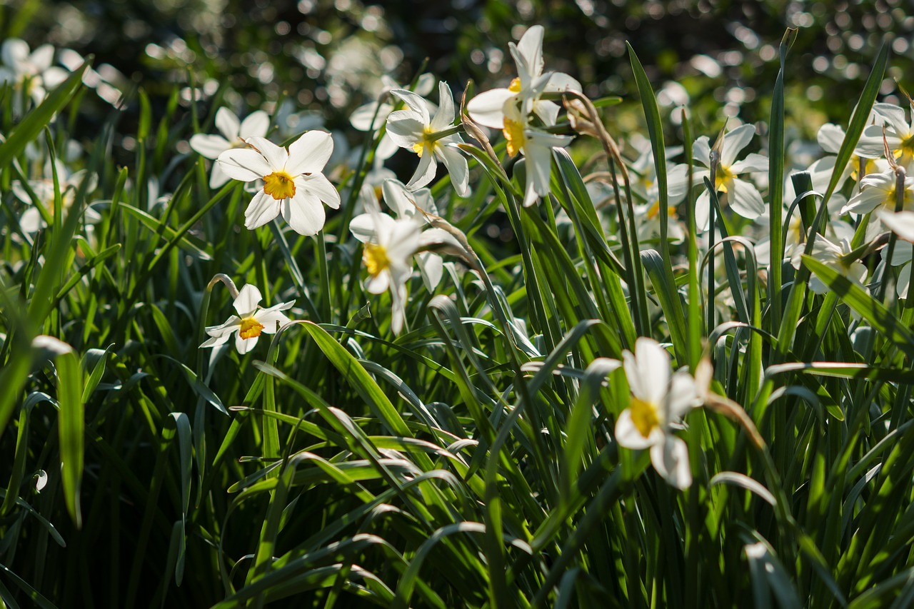 daffodils  flower  white free photo