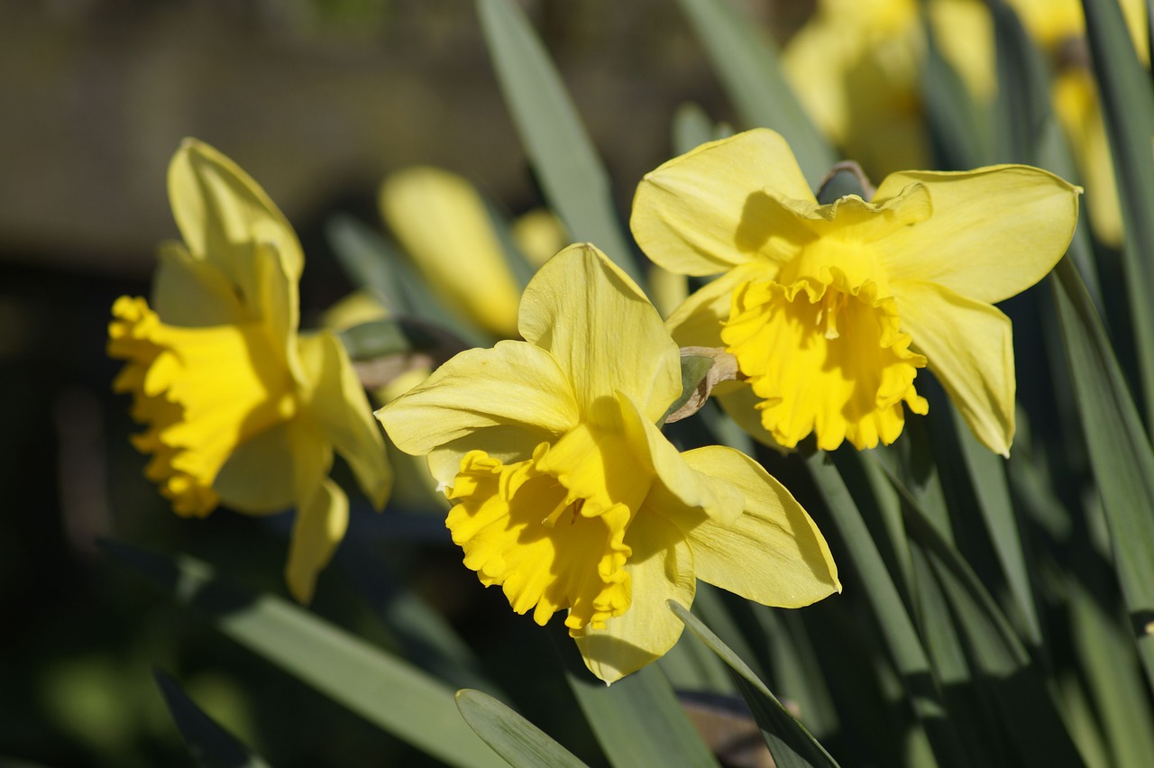 daffodils  daffodil  spring free photo
