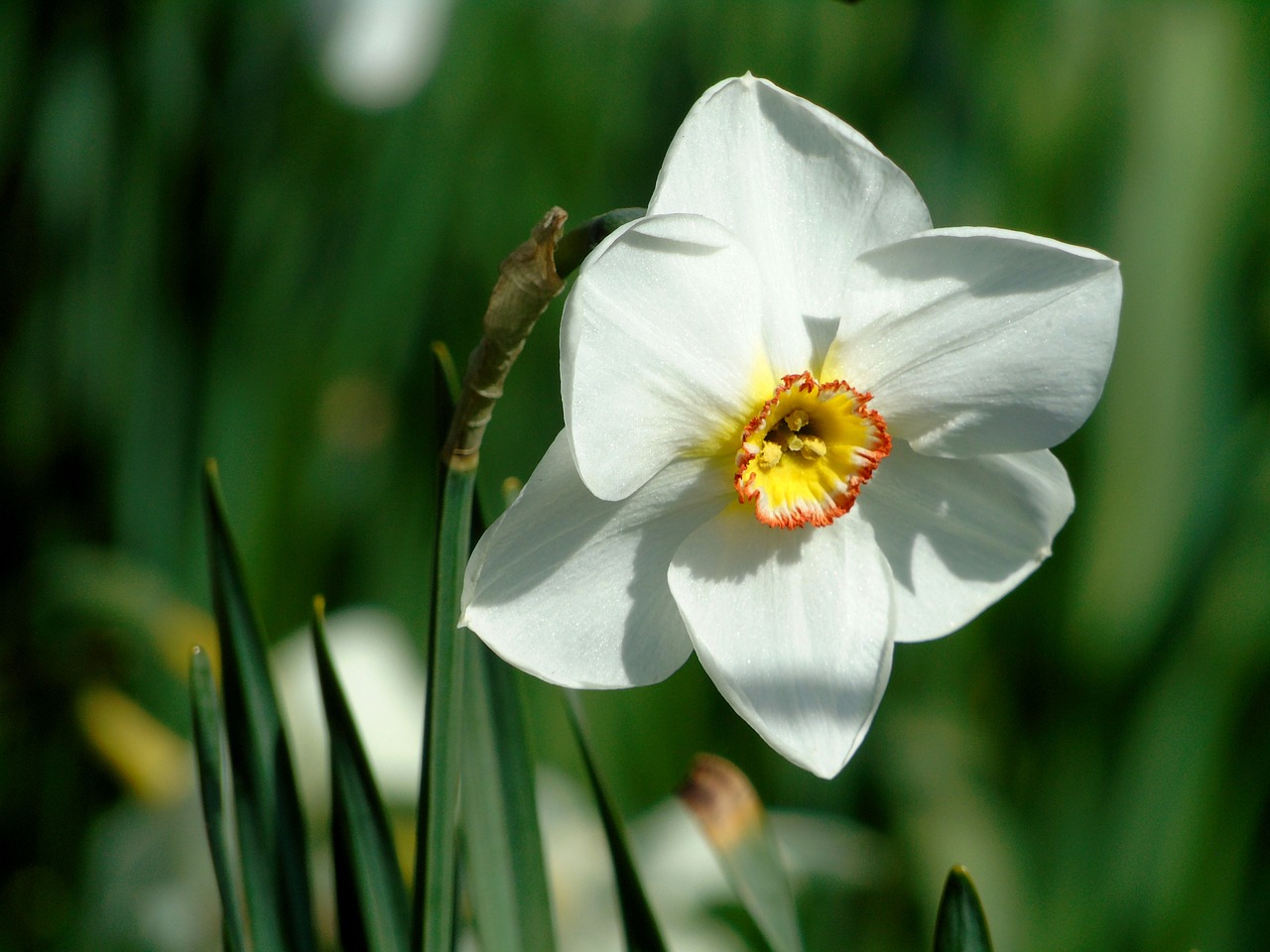 daffodils  flowers  narcissus free photo