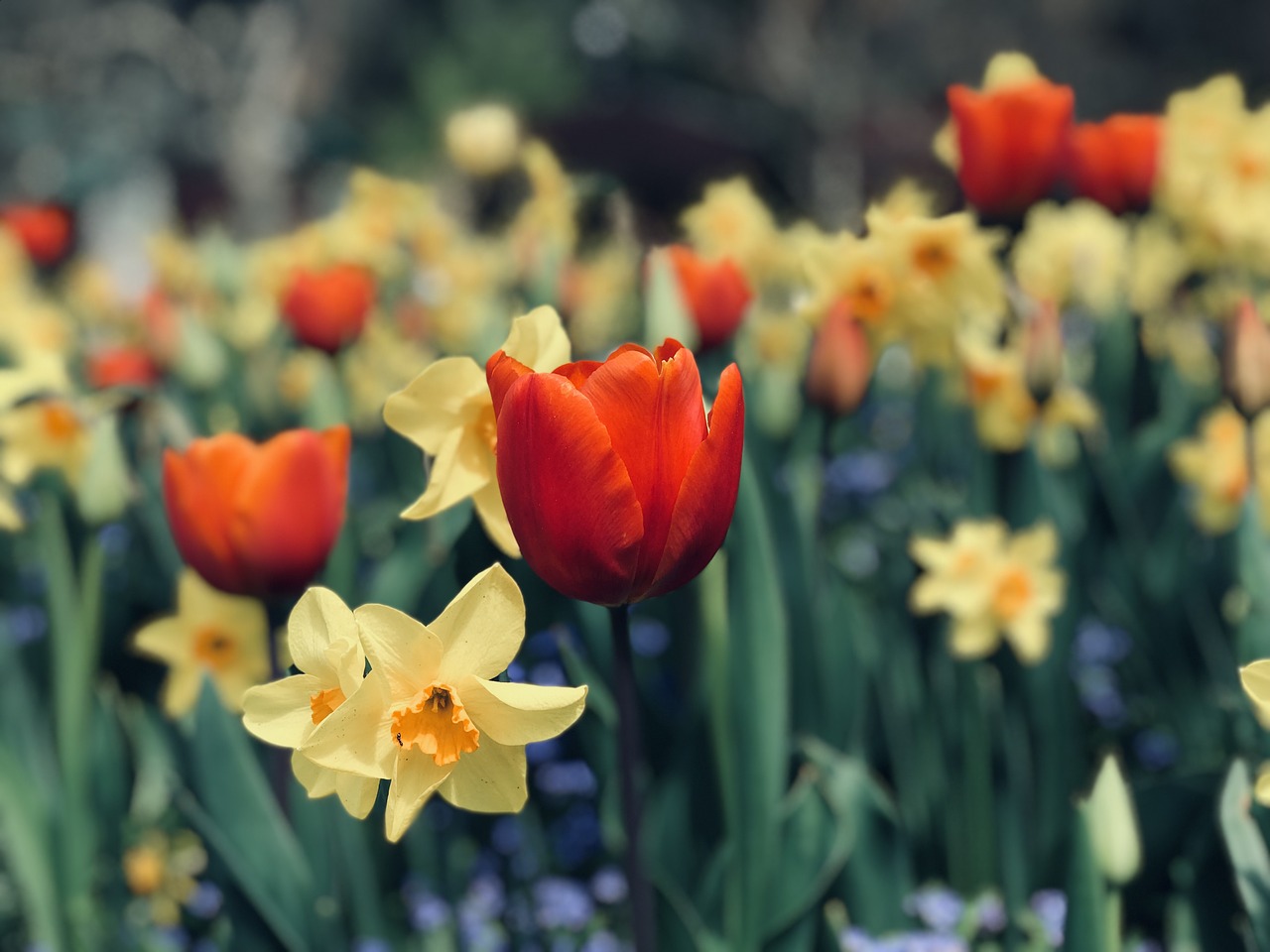 daffodils  yellow  flowers free photo