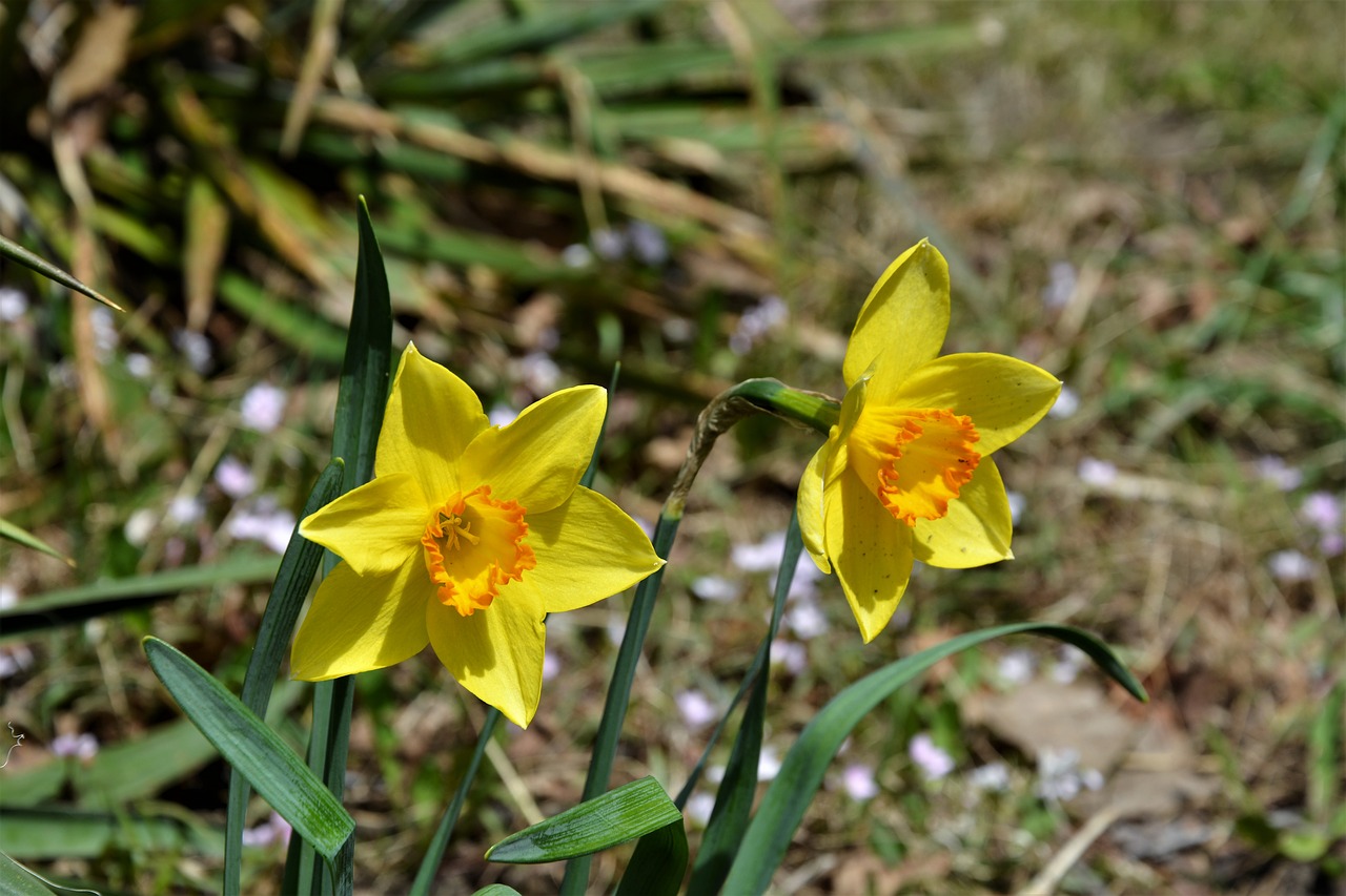 daffodils  wildflowers  natural free photo