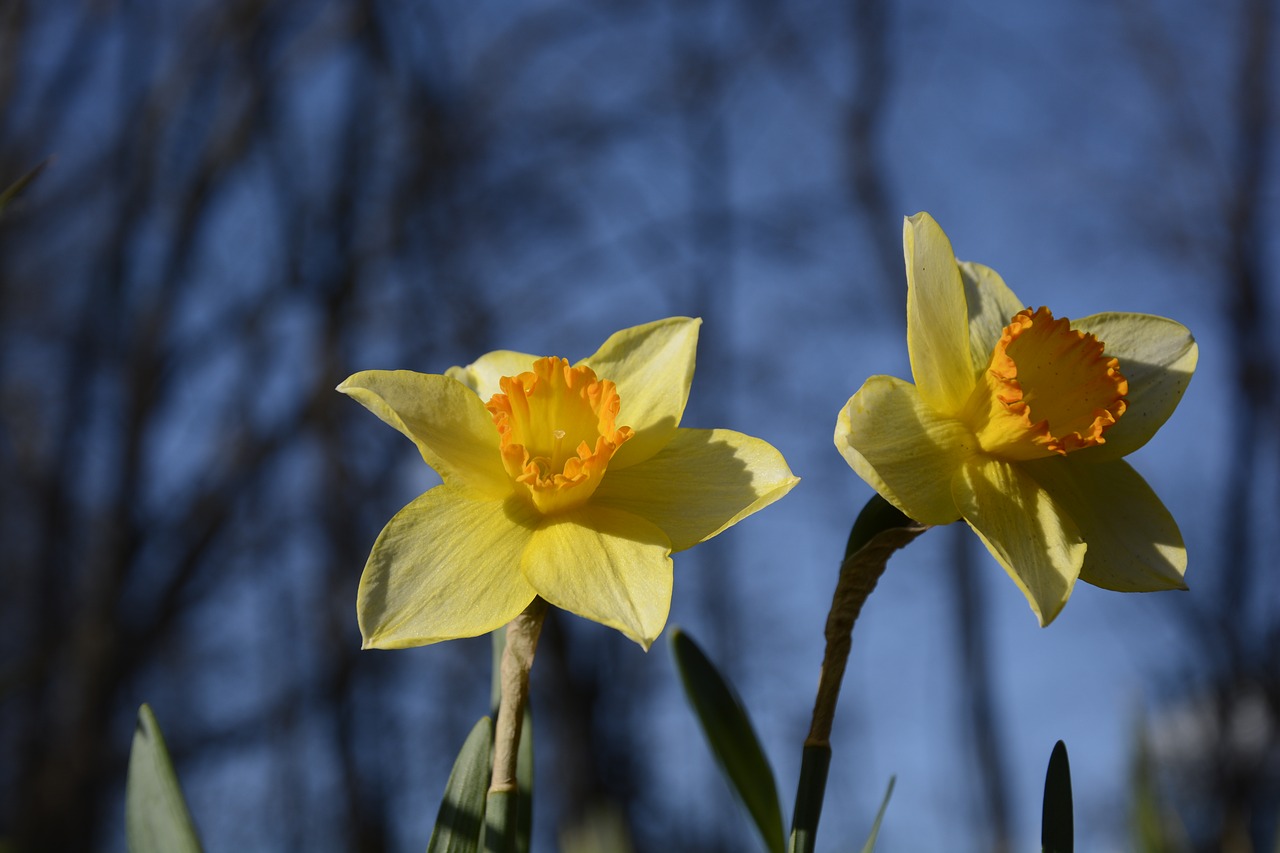daffodils  flowers  yellow free photo