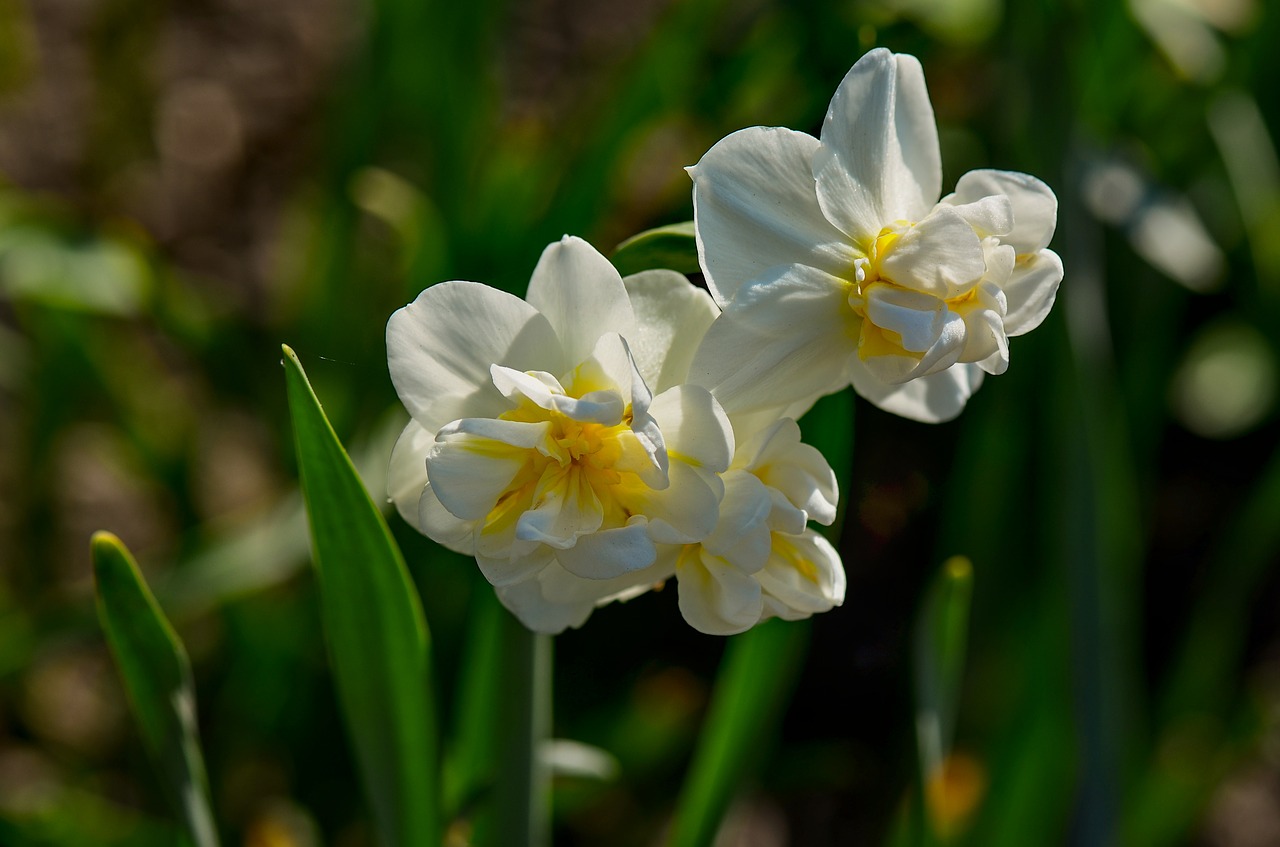 daffodils  white  spring free photo