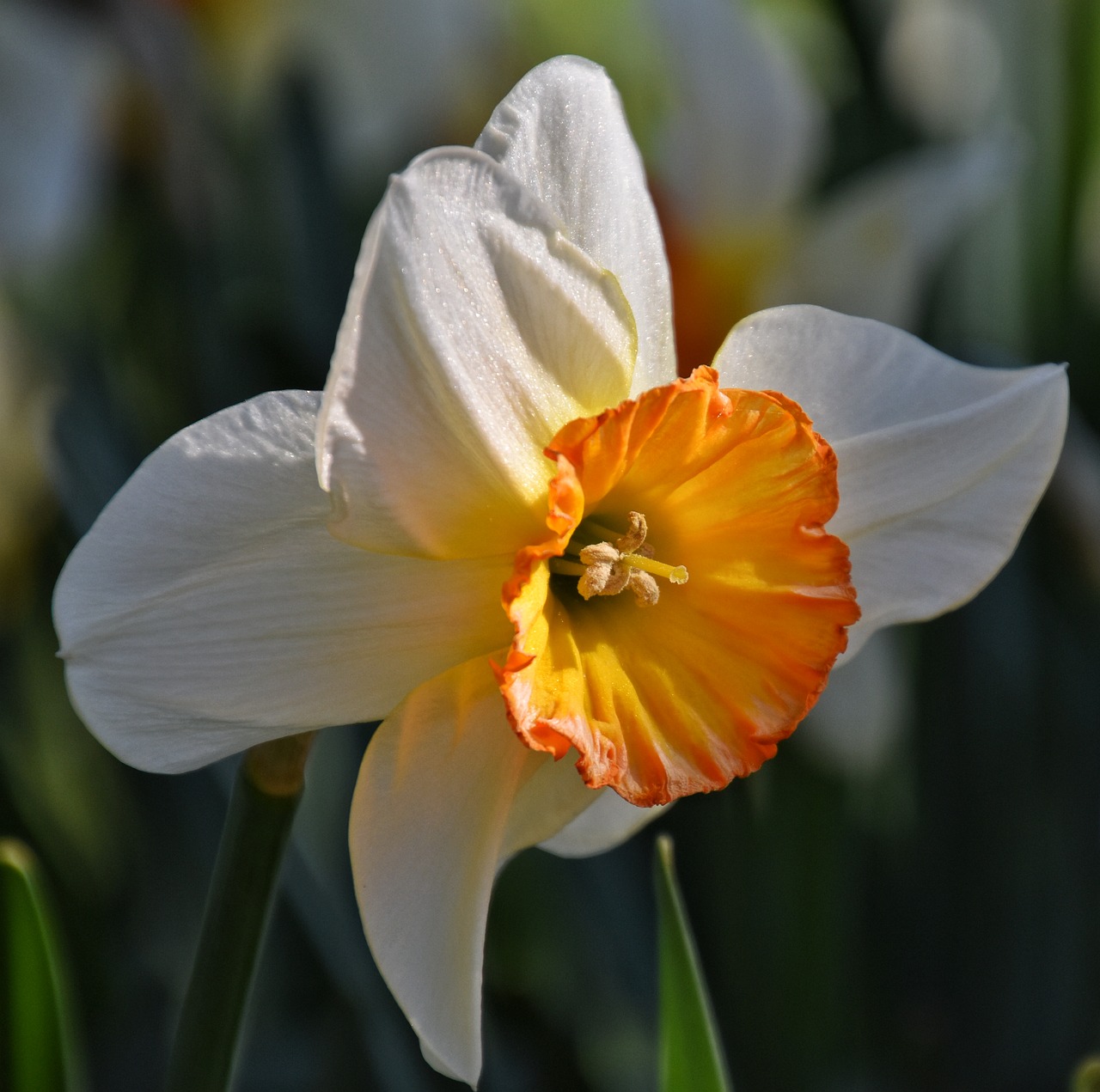 daffodils  flower  spring free photo