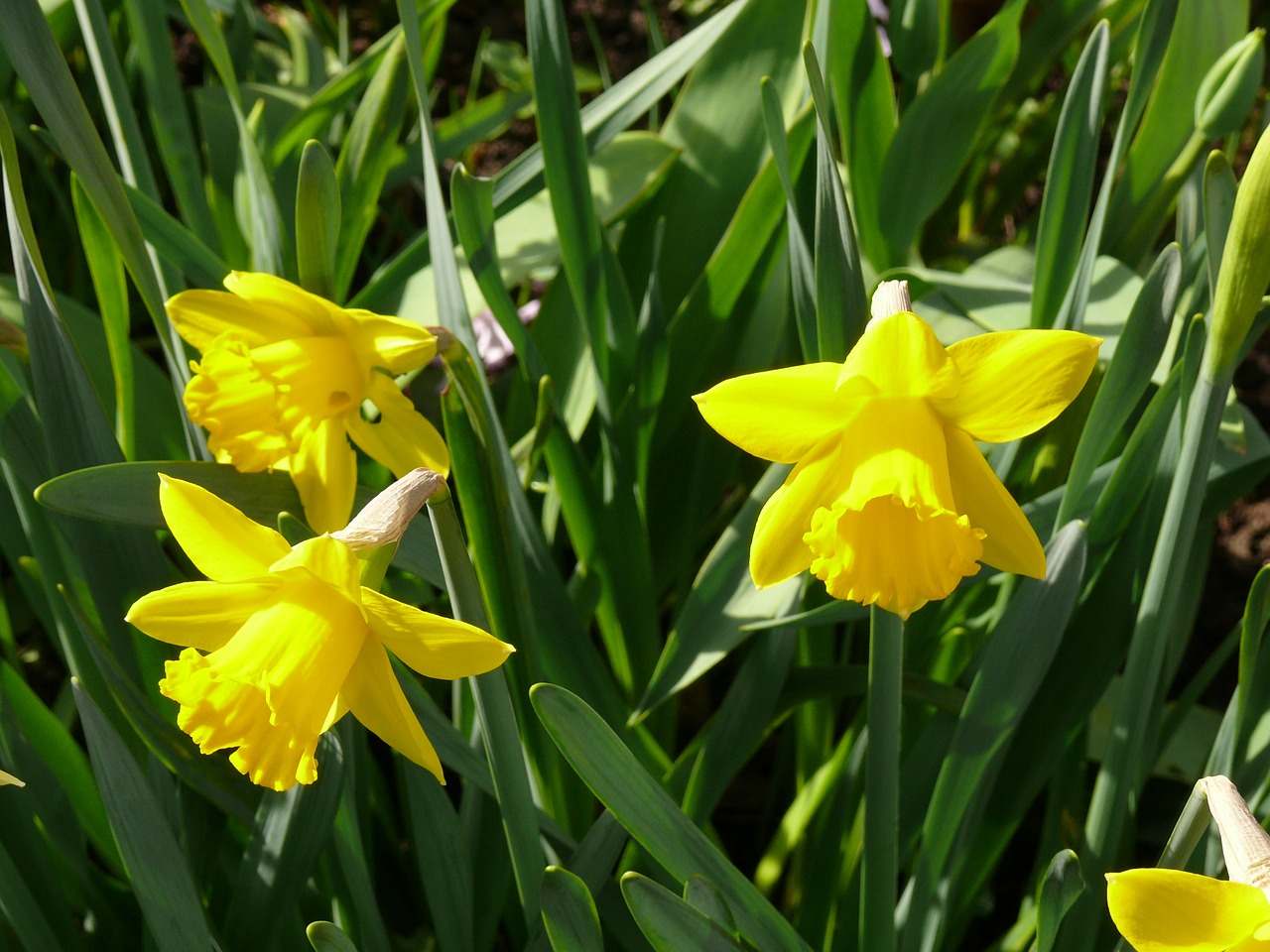 daffodils narcissus yellow free photo