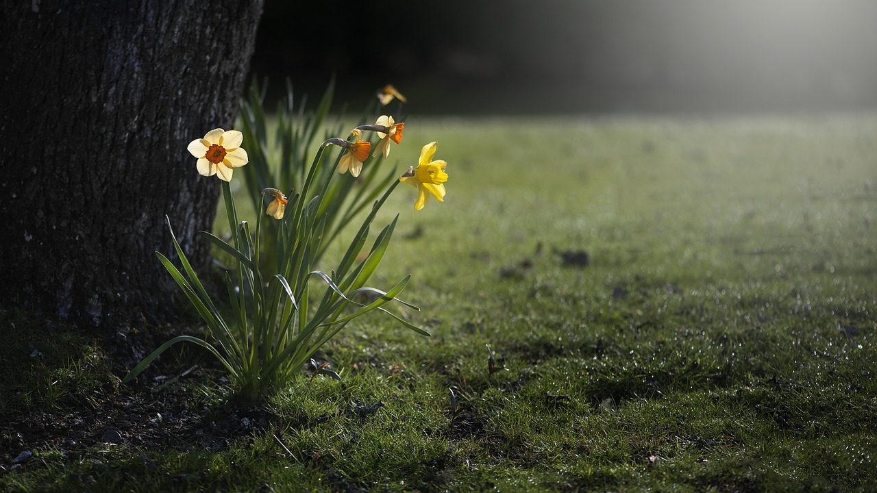 daffodils narcissus nature free photo