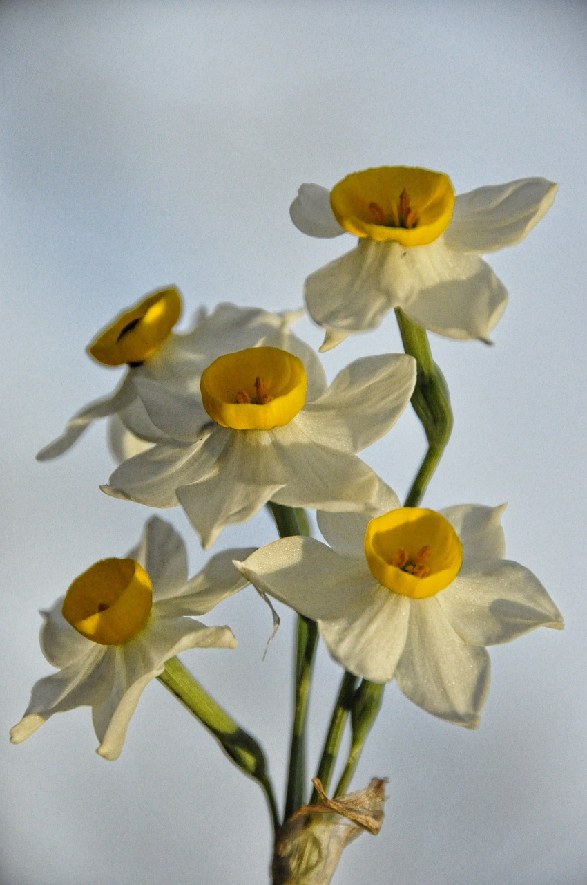 daffodils flowers narcissus free photo