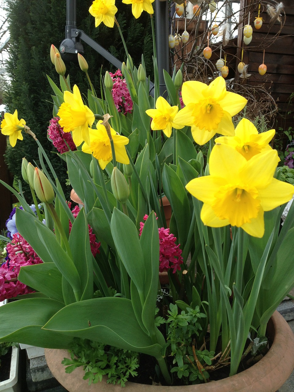 daffodils tulips springtime flowers free photo