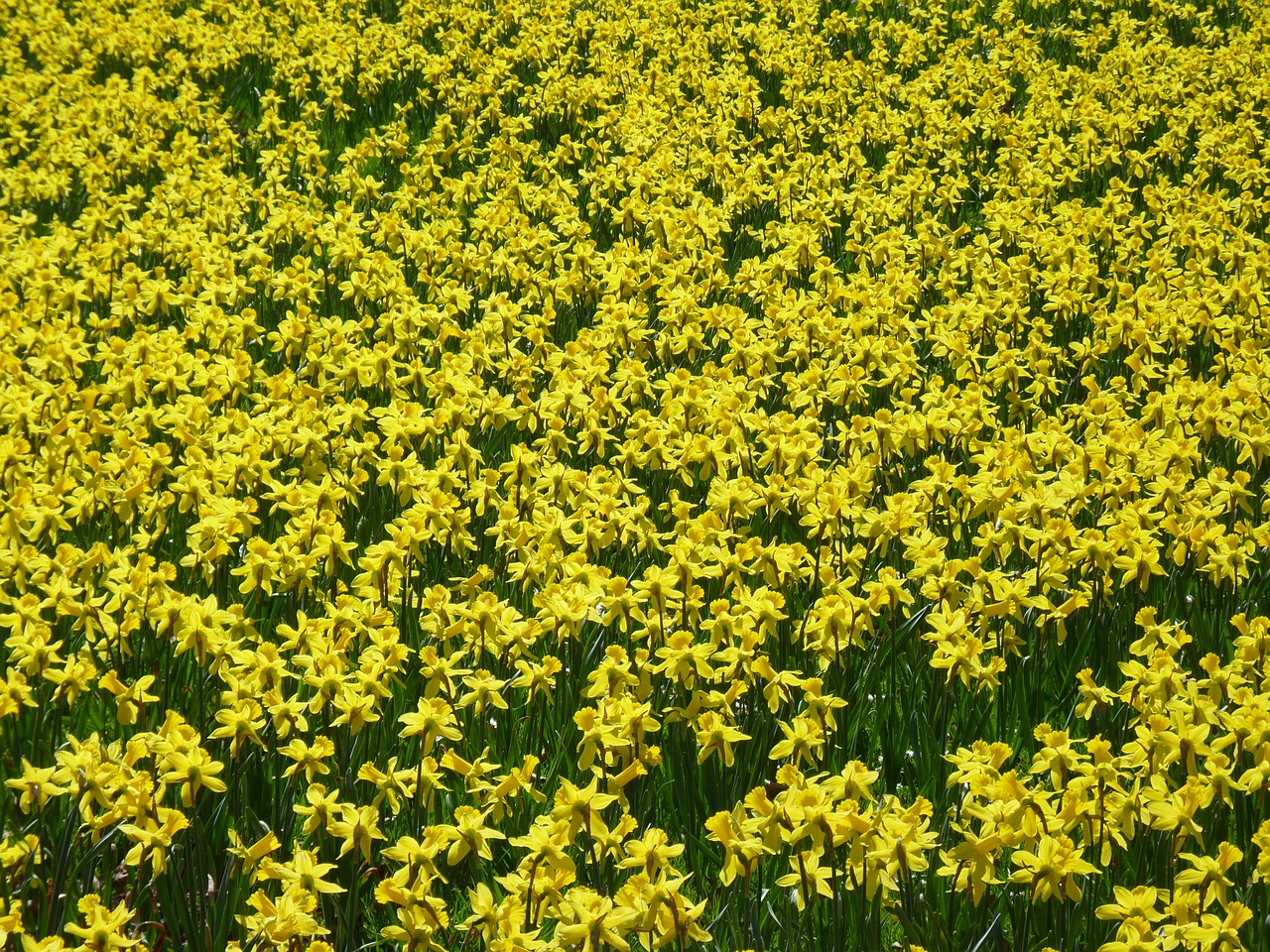 daffodils daffodil field osterglocken free photo