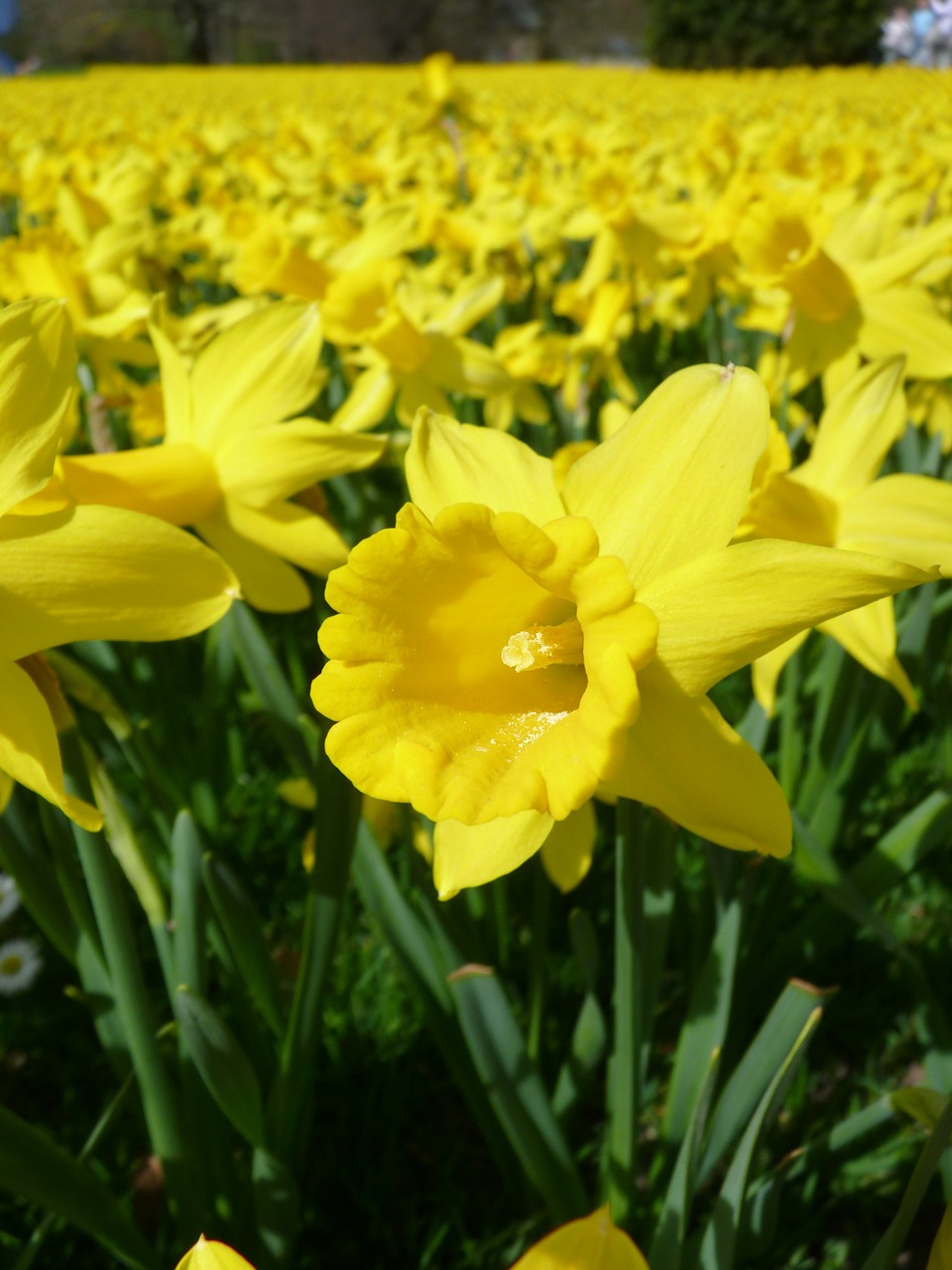 daffodils daffodil field osterglocken free photo