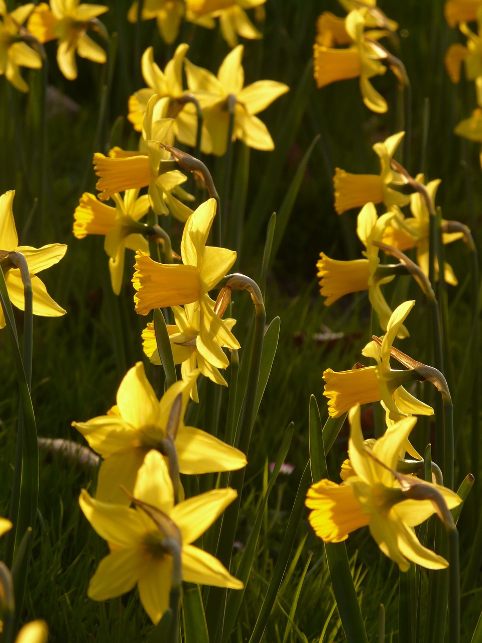 daffodils osterglocken flower free photo