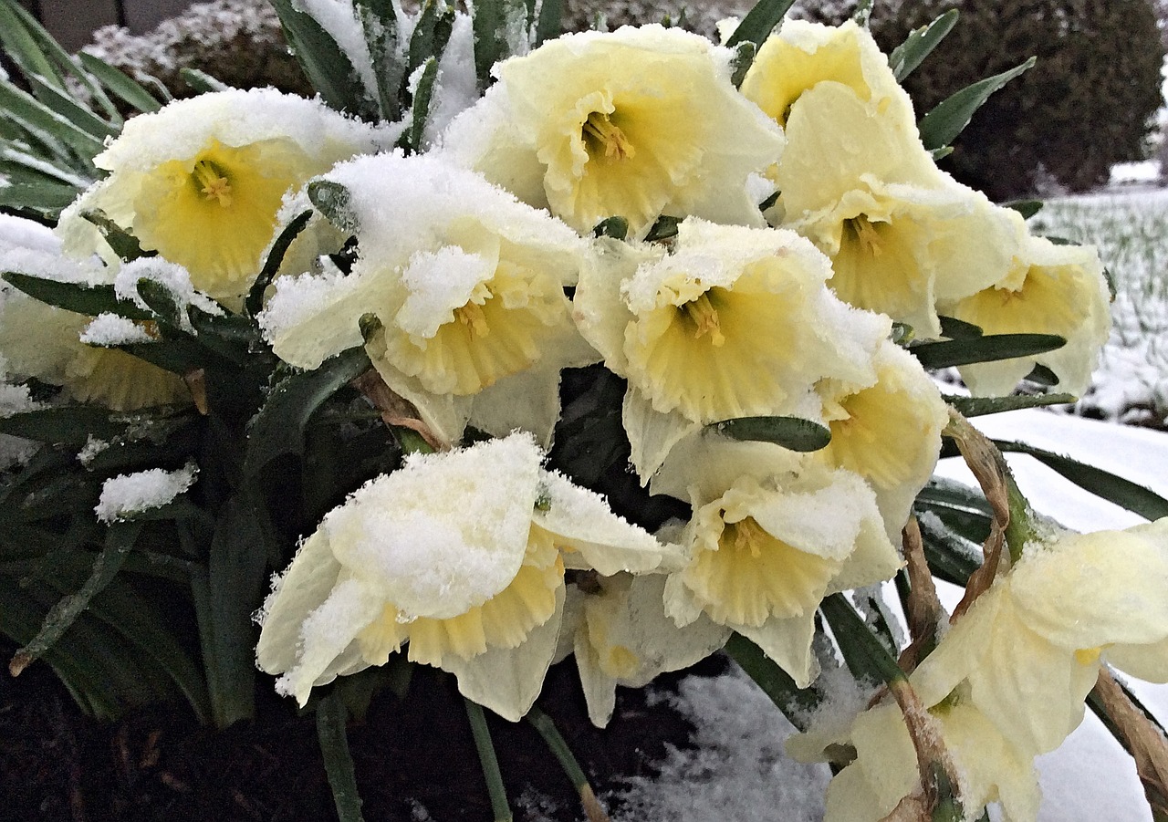 daffodils snow early spring free photo