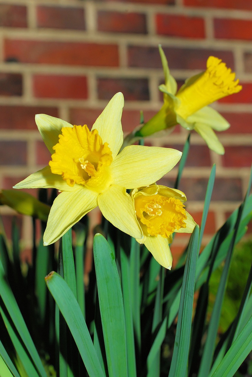 daffodils osterglocken yellow free photo