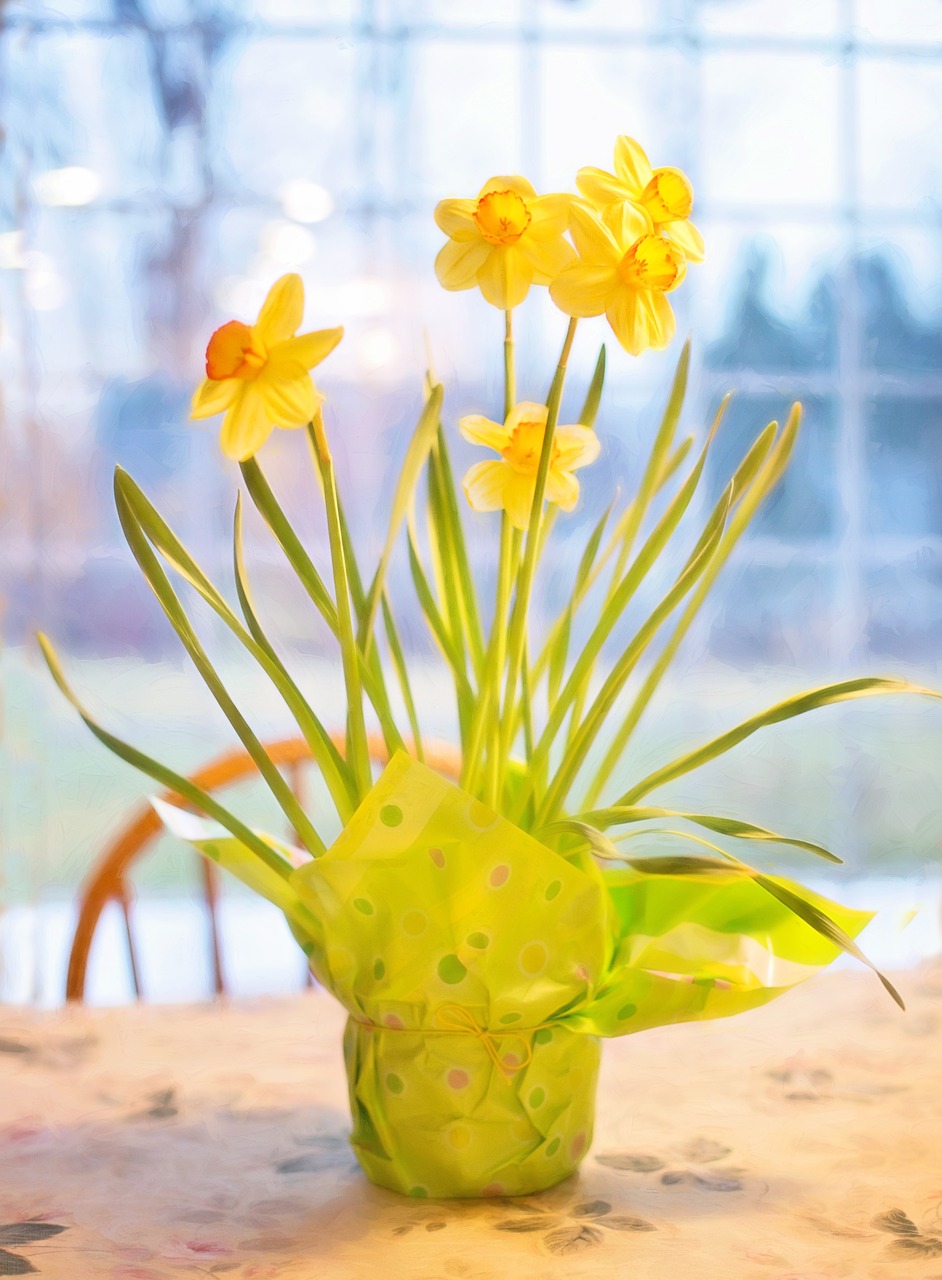 daffodils spring easter free photo