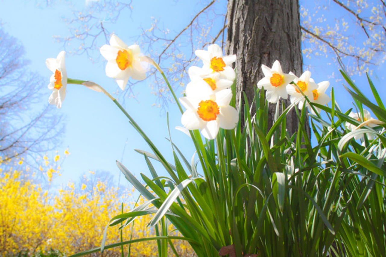 daffodils spring easter free photo