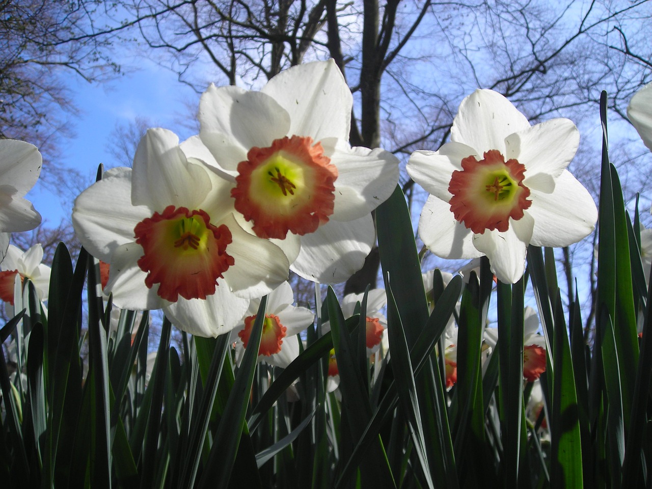 daffodils sky white free photo