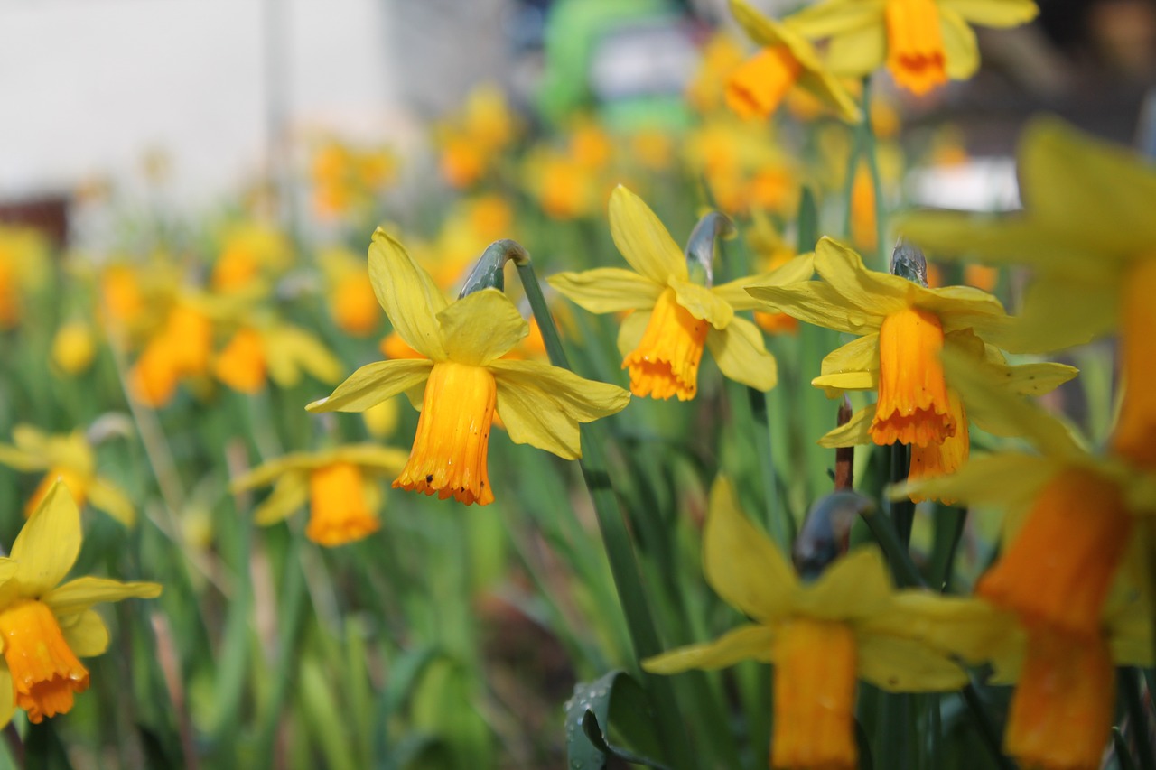 daffodils spring yellow free photo