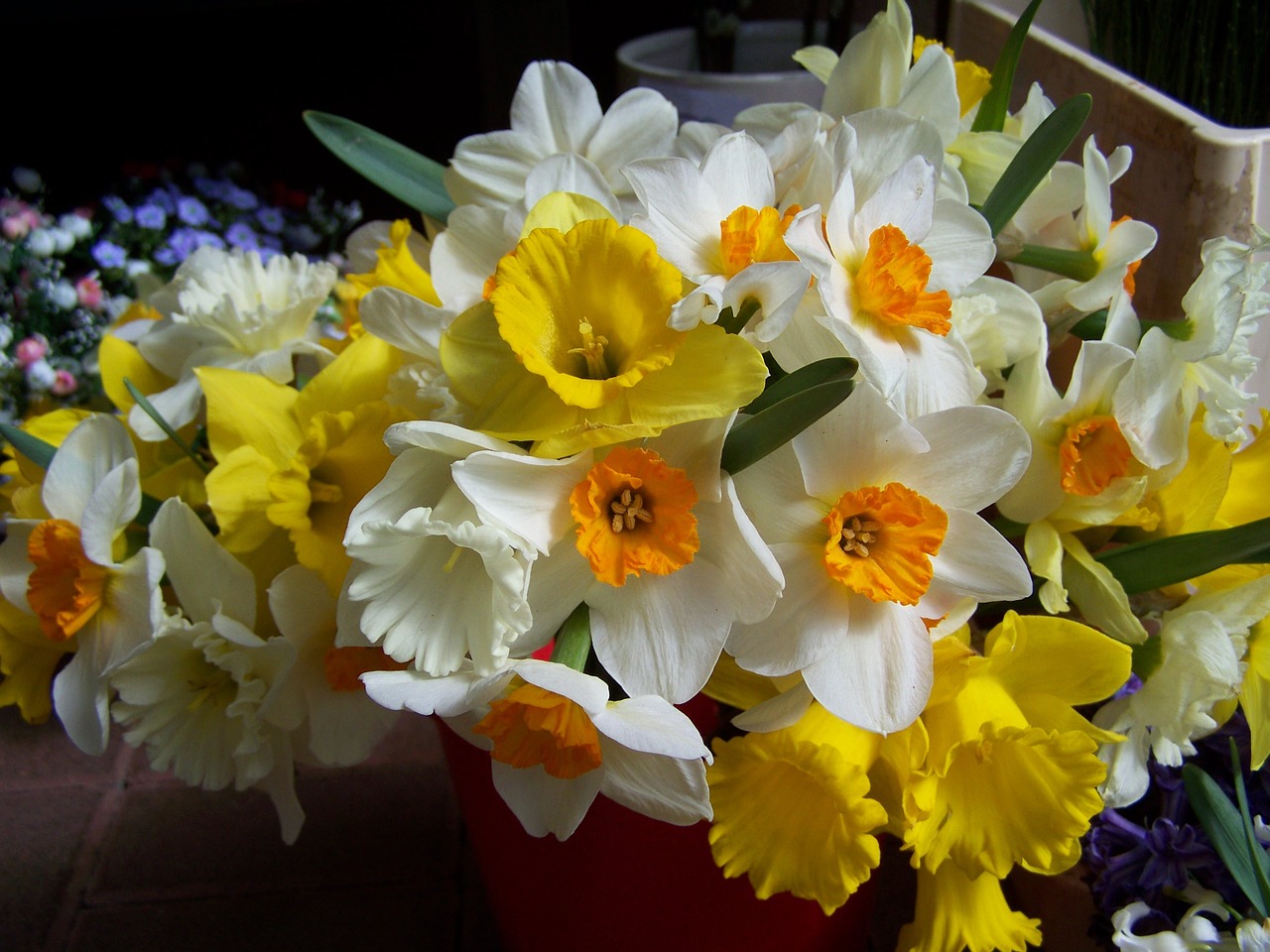 daffodils white yellow free photo