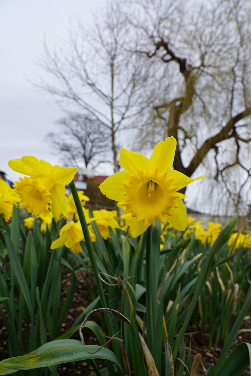 daffodils flowers yellow free photo