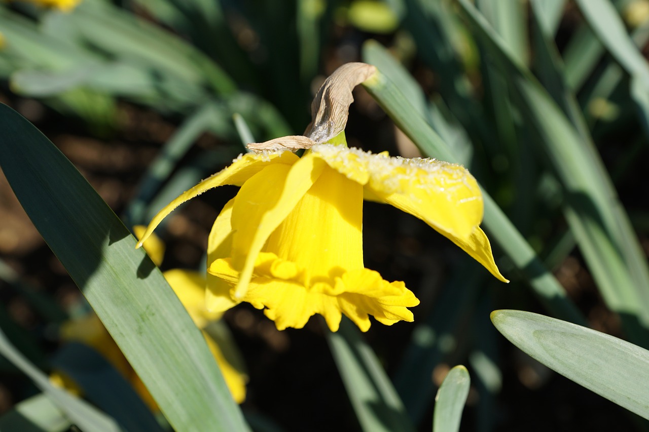 daffodils flower yellow free photo