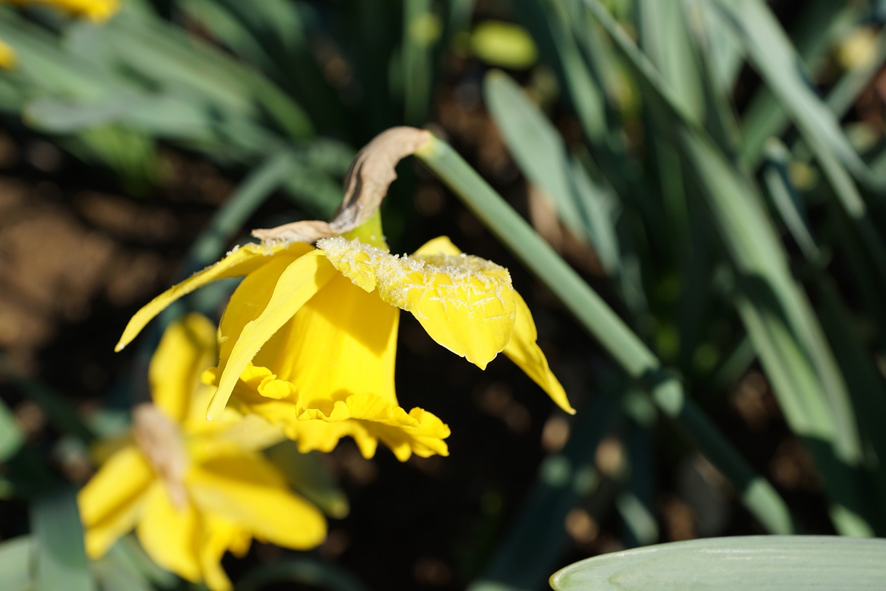 daffodils flower yellow free photo