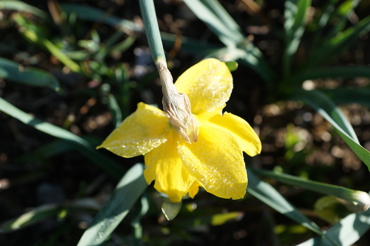 daffodils flower yellow free photo