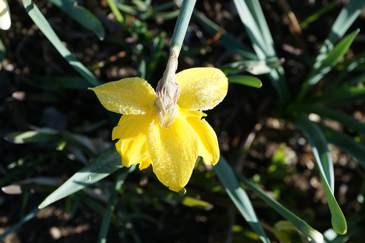 daffodils flower yellow free photo