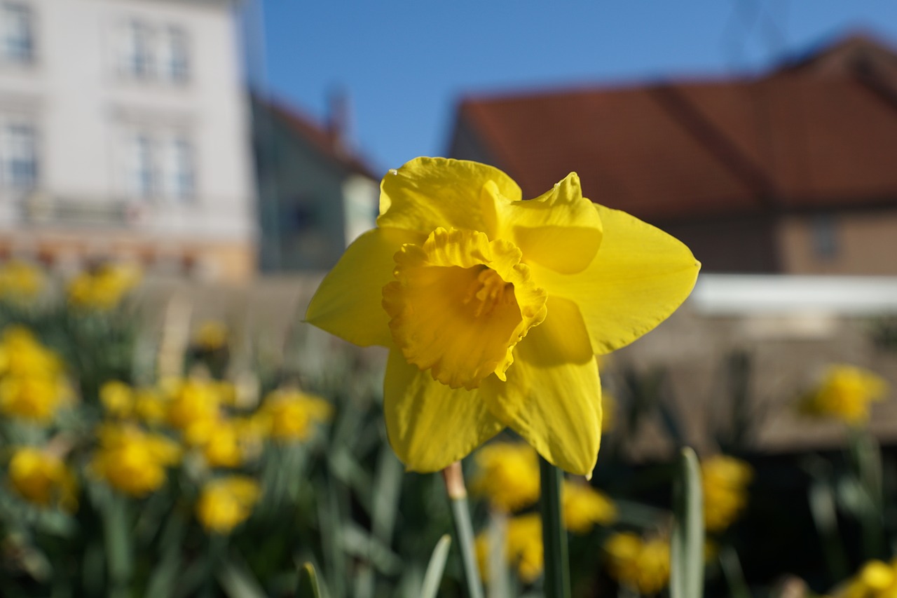 daffodils flower yellow free photo