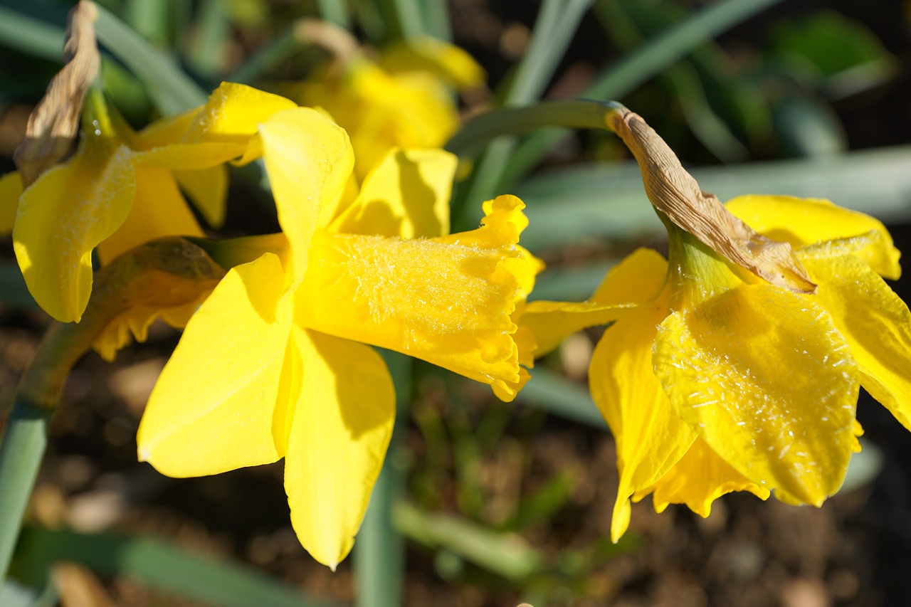 daffodils flower yellow free photo